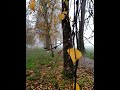 Nebliger Morgen. Goldener Herbst.