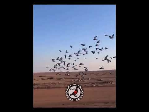 زواجل