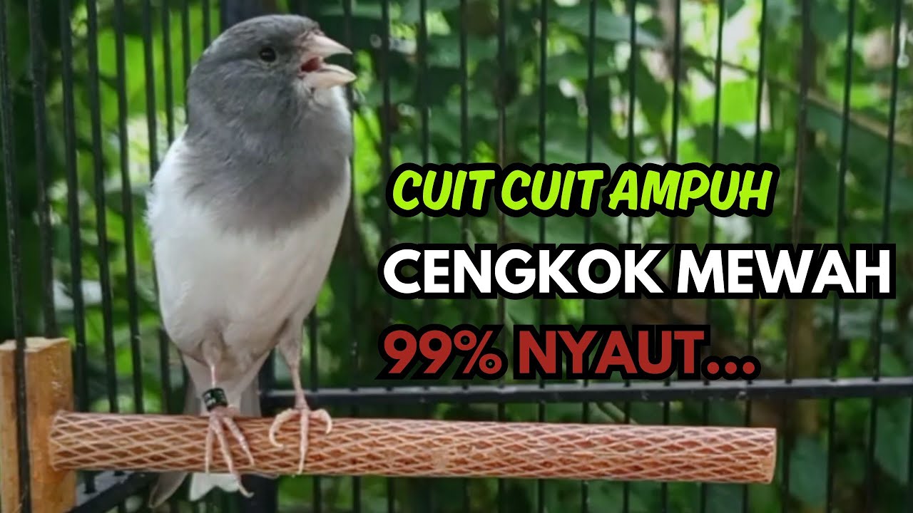 KENARI GACOR  Cuit CUIT BIRAHI SUARA Kenari MASTERAN TERBAIK UNTUK PANCINGAN & MASTERAN Kenari PAUD