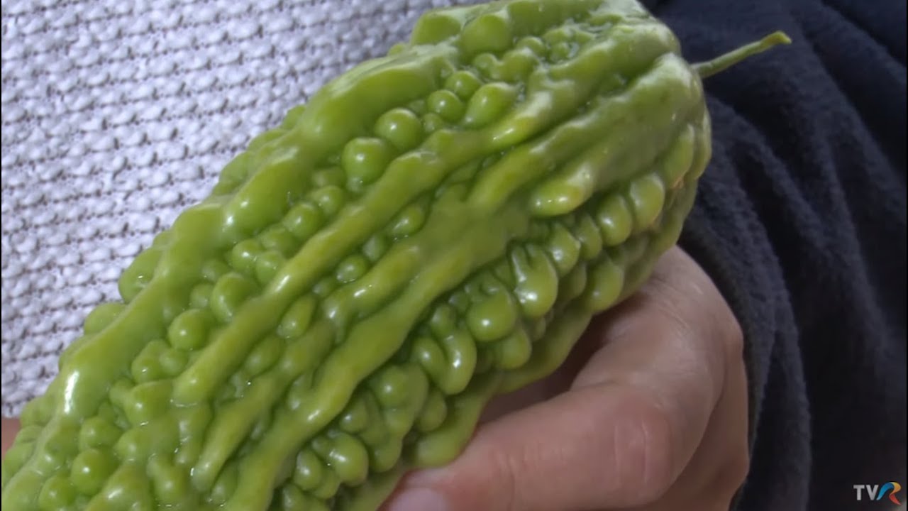 Viaţa satului: Amar, dar... sănătos! - despre castravetele amar (@TVR1)