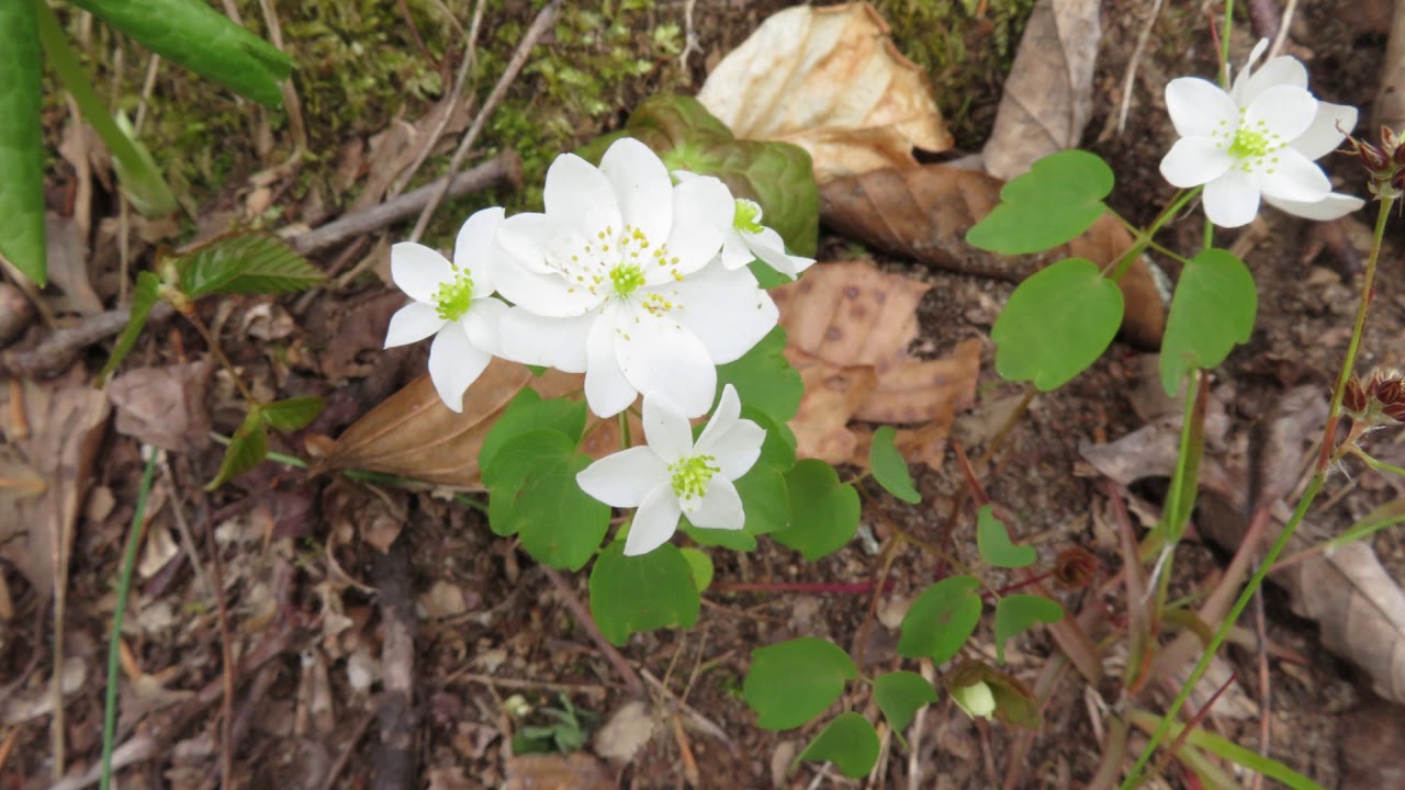 Anemones - YouTube