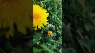 Dalin reklamıyla karahindiba