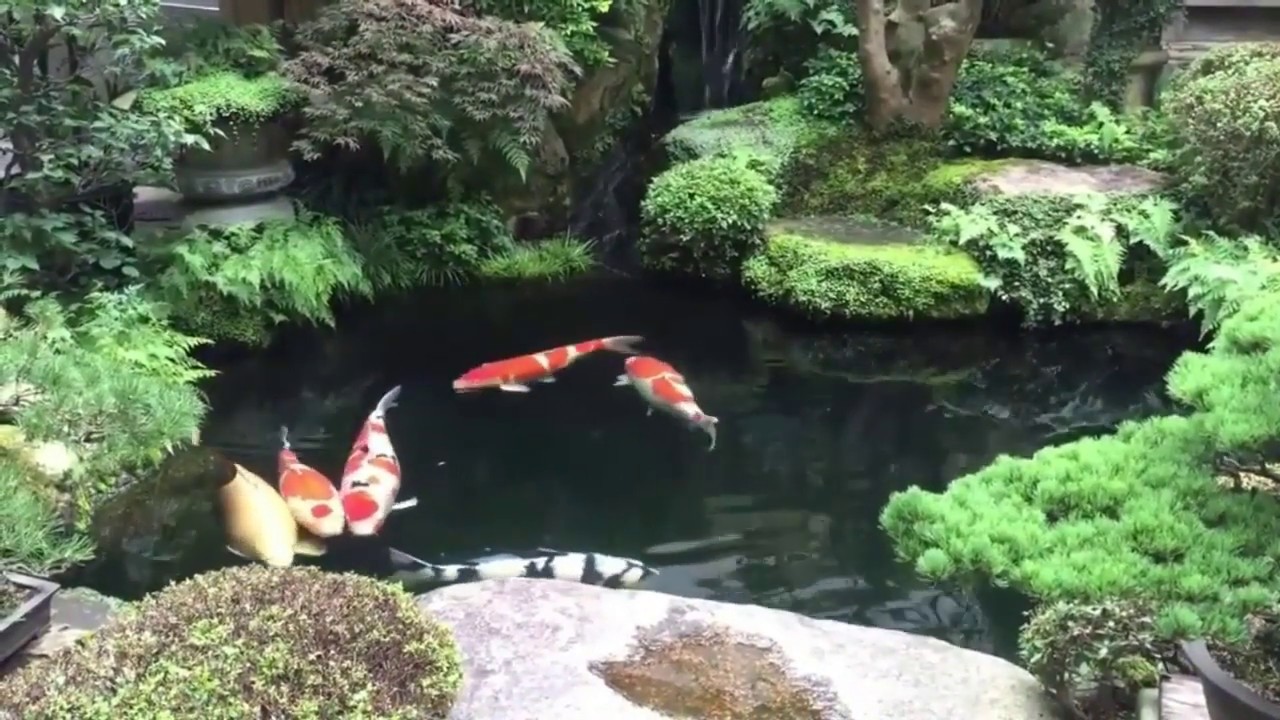 Kolam Ikan Koi Idaman 