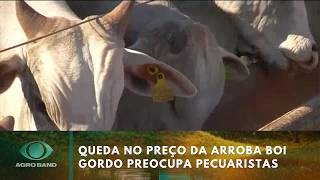 Queda no preço da arroba boi gordo preocupa pecuaristas