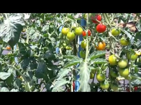 Video: Soll ich Catfacing-Tomaten entfernen?