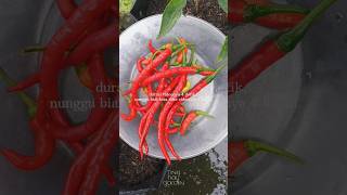 4 Bulan Untuk 4 Detik...