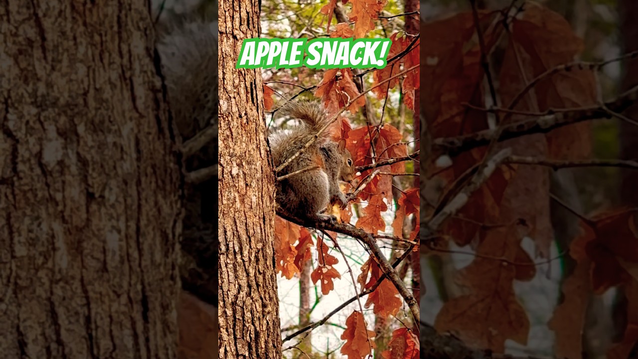 Just A Squirrel Enjoying an Apple! # #wildlife #fun #nature