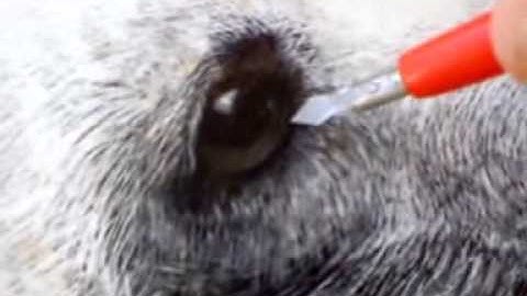 Drawing dog with scraperboard