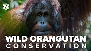 Ambassador Of Orangutans A Borneo Guide Story