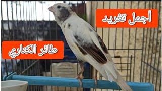 اجمل غناء طائر كناري تغريد الكناري canto canario