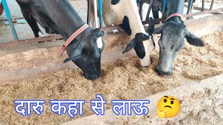 दारु कहा से लाऊ ? ejju dairy farm arwal Bihar
