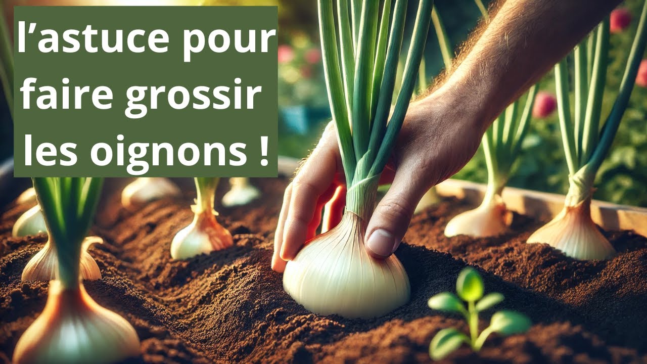 Comment faire pousser des oignons : astuces pour une récolte réussie