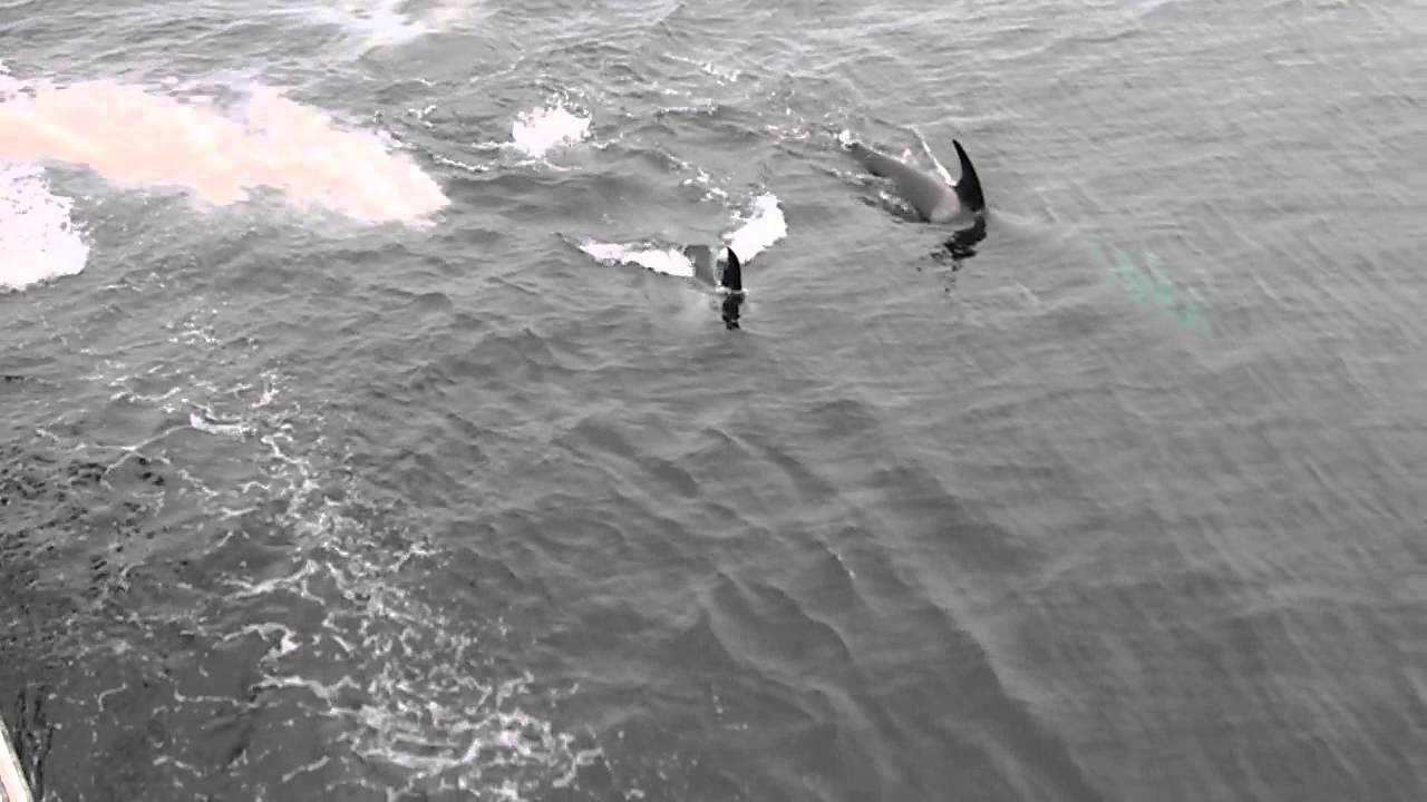 Rare whales found in Bering Sea thanks to acoustic technology