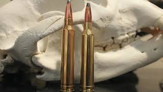 7mm Rem Mag vs 300 Win Mag: Which Should You Hunt With?
