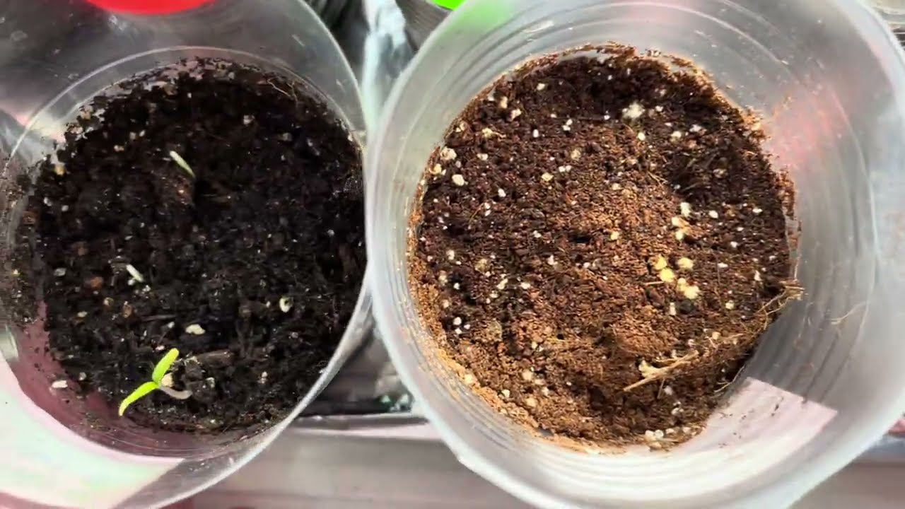 Так сію томати для гарноі розсади та багатого врожаю.