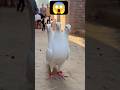 3 sar wala kabootar #kabootar#pigeonvideo#cinematicreels#soravideo#sora #trendingshorts #ytshorts