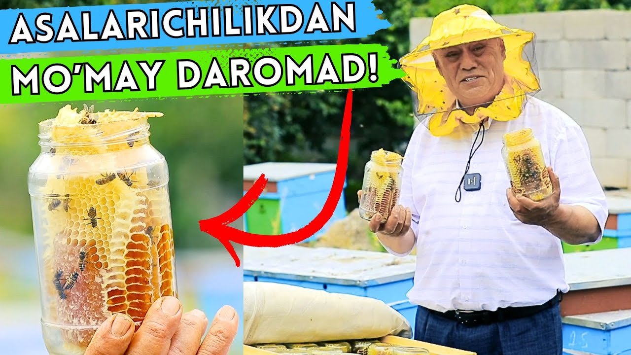 UY SHAROITIDA ASALARI BOQISHDAN QANCHA DAROMAD QILISH MUMKIN? | ASALARI BOQISH SIRLARI 2025