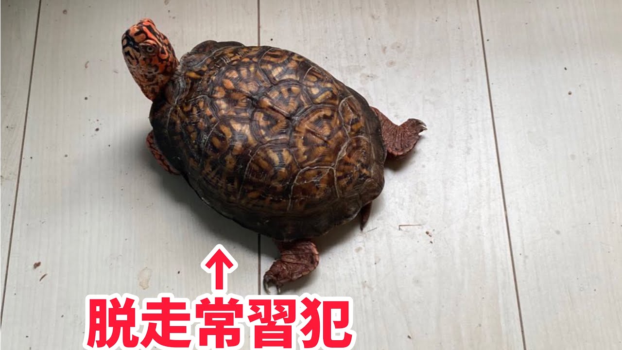 脱走常習犯 逃げても戻ってくるかわいい亀 トウブハコガメ Youtube