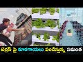 Samantha Akkineni shares video, pics of her terrace vegetable garden