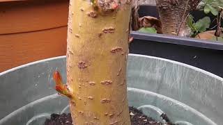 Growing Weeping Willow From Cutting - ( time lapse ) - Treurwilg