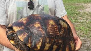 The amazon basin “south american” yellowfoot tortoise (geochelone
denticulata). yellowfeet are found in south america countries like
brazil, bolivia...