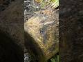 真菰は水を綺麗にする、水の出入り口や、水捌けの悪い場所に植えると、土地改善に繋がる最高の植物、神の草と云われる由縁がよくわかる
