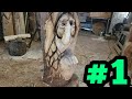 Story time- Vigor the rock #1. Sycamore wood carving.