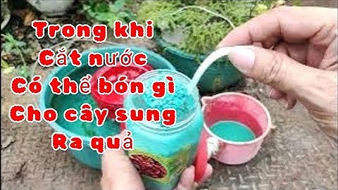 Cách cắt nước như thế nào để cây Sung nhanh chóng ra quả 