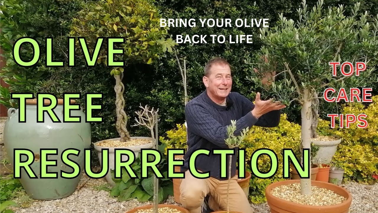 Olive Tree Care OLIVE TREE RESURRECTION Top Olive Tree Care Tips