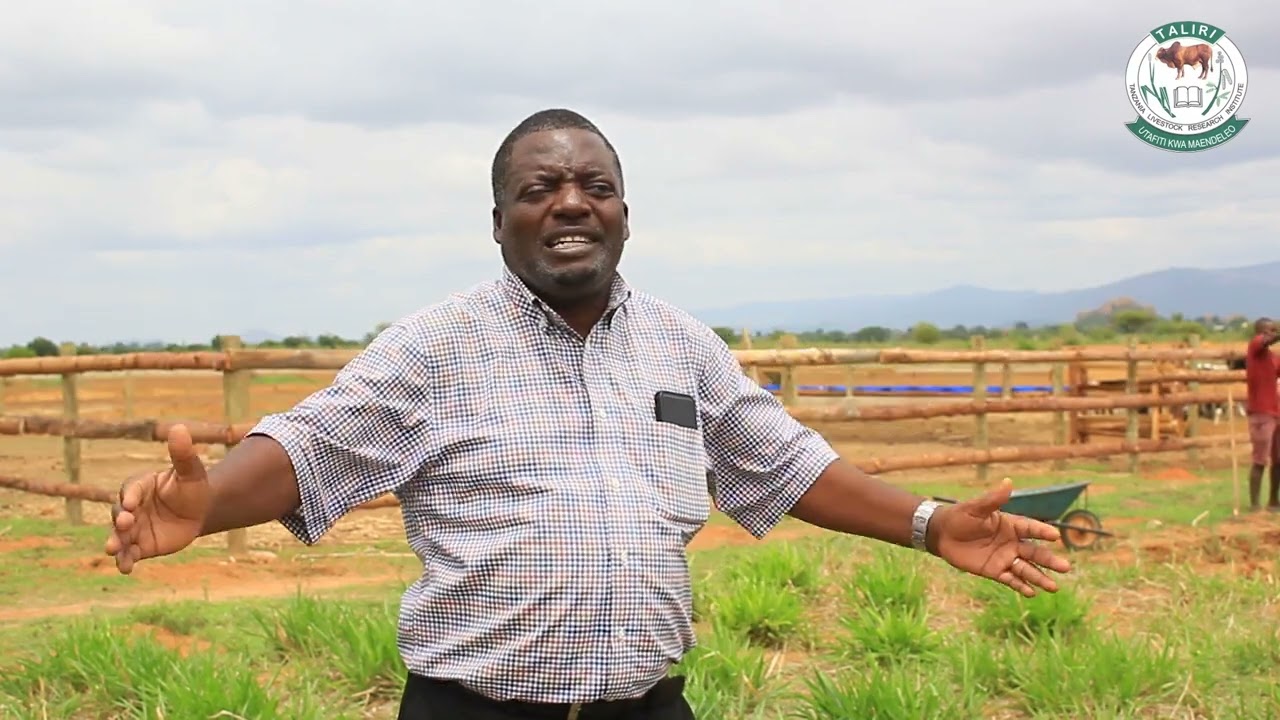 JINSI YA KUONGEZA UKUBWA WA SHAMBA LA MALISHO KUTOKA ENEO DOGO KWENDA ENEO KUBWA, ELIMIKA NA TALIRI.