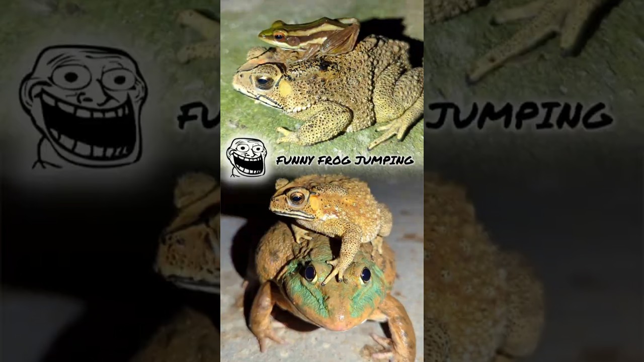 Funny video catching frogs for laugh | frog jump funny frogs | Hahaha frog funny video