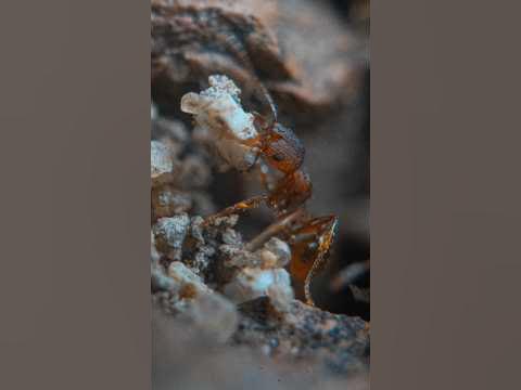 I put 8 extension tubes on my macro lens… - YouTube