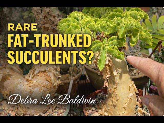 Julian's Secrets for Healthy, Happy Fat Plants (Pachyforms) - YouTube