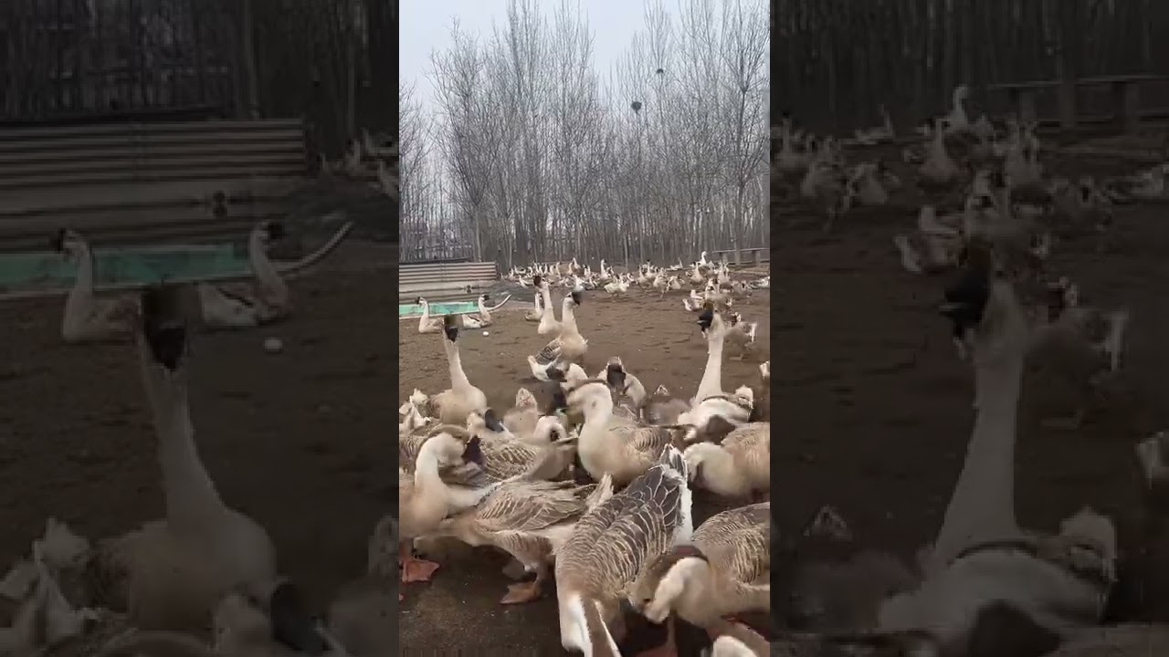 Goose and Duck in my house  