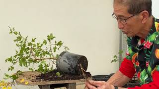 Bonsai Secrets