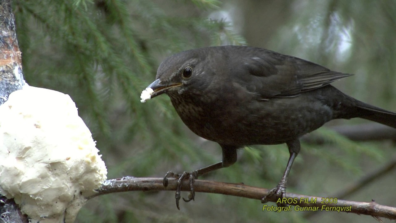 KOLTRAST  Common Blackbird  (Turdus merula)  Klipp - 1855