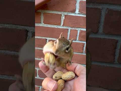 Peanut got stuck in chipmunk’s mouth 😂🐿