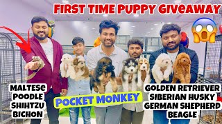 POCKET MONKEY  FIRST TIME PUPPY GIVEAWAY TO PET LOVERS  BEST PRICE PET SHOP IN HYDERABAD