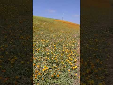 السهول سلا طبيعة خلابة