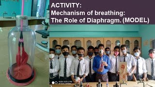 SCIENCE ACTIVITY: Role of Diaphragm.