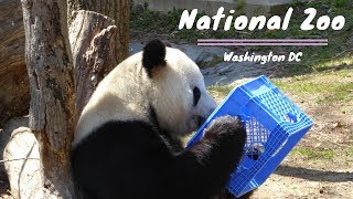 National Zoo  Washington DC!