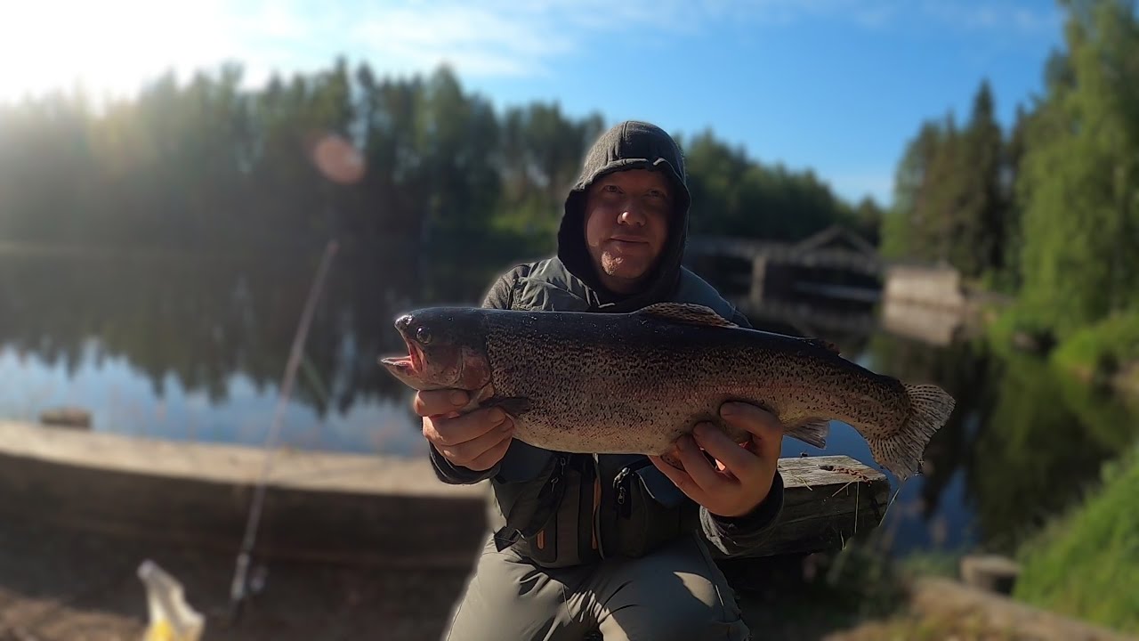 Joskus sinnikkyys palkitaan - koskikalastusta Möhkössä