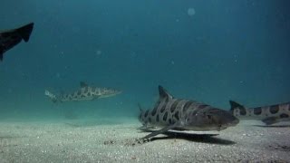 Using underwater robots to unlock mystery of great white sharks