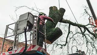 Henderson Tree Service