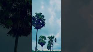 Shot On 17 Pro Max ProRes nature #shorts #nature #iphone