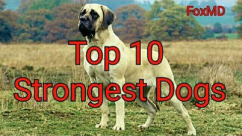 Top 10 Strongest Dogs | Powerful Dog Breeds