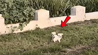 Found two stray puppies cuddling together by the roadside, watching passersby and dreaming of a home