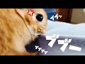 遊びを邪魔されてブッブ怒って鳴いて反抗するうさぎ #644