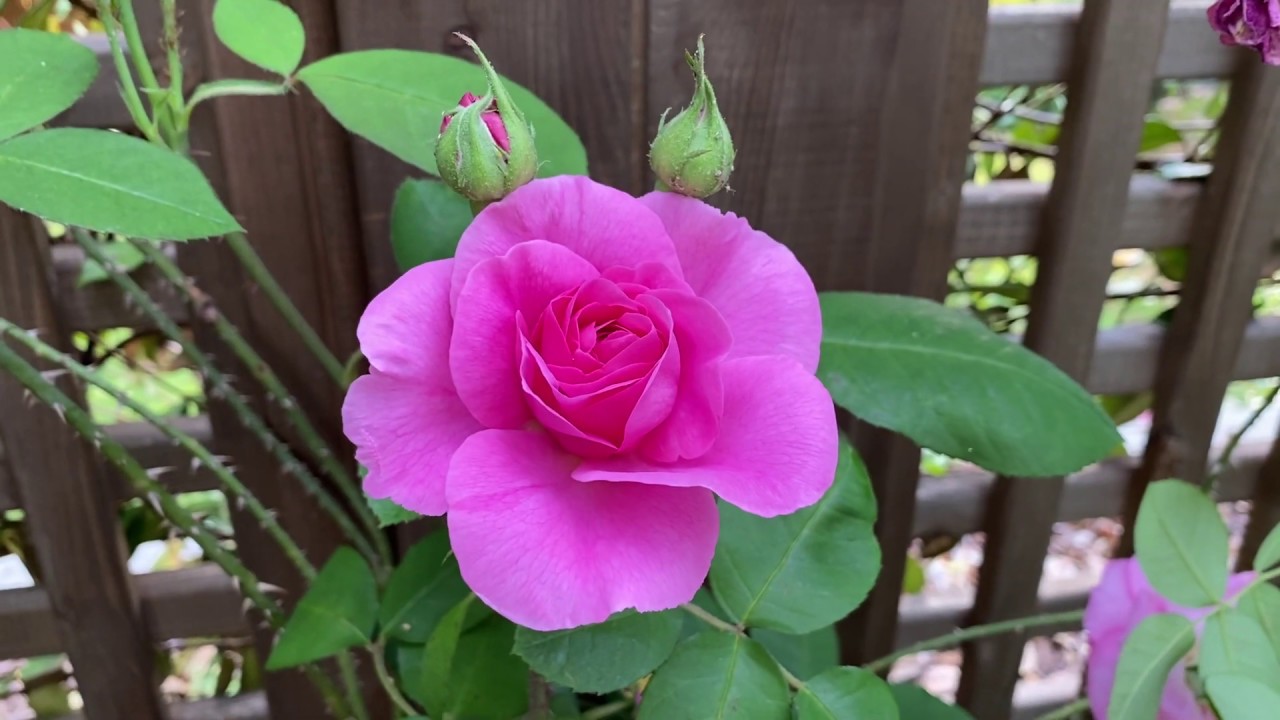 David Austin Roses in full bloom 🌸🌈💗