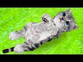 Кошка Симулятор #2 Кид стал котенком по имени Пурумчик в Cat Simulator на пурумчата